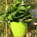 Self-Watering Planter Grow Plants Lazy Flower Pots Wall-hanging Round Resin Plastic Flower Pots, Size: 18x12.5x16cm(Green)