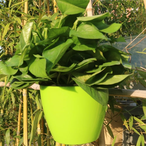 Self-Watering Planter Grow Plants Lazy Flower Pots Wall-hanging Round Resin Plastic Flower Pots, Size: 18x12.5x16cm(Green)