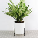 130mm PP Planter Flower Pot Automatic Water-absorbing Lazy Flower Pot, with Shelf